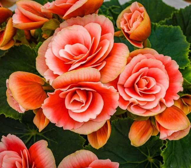 A begônia é uma das principais opções para quem quer ter uma flor no seu apartamento - Shutterstock