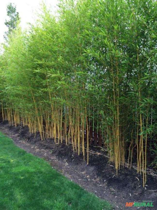 4. Jardim com bambu ornamental japones – Foto MF rural