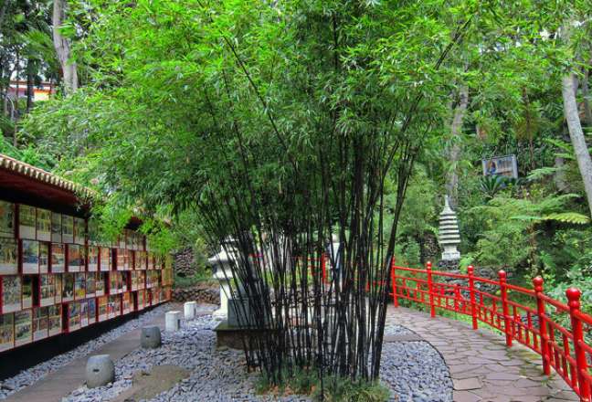 9. Bambu preto para ornamentação de jardim – Foto Flores e Folhagens