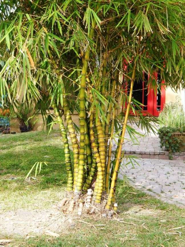 6. Bambu ornamental barriga de buda – Foto Total Construcao
