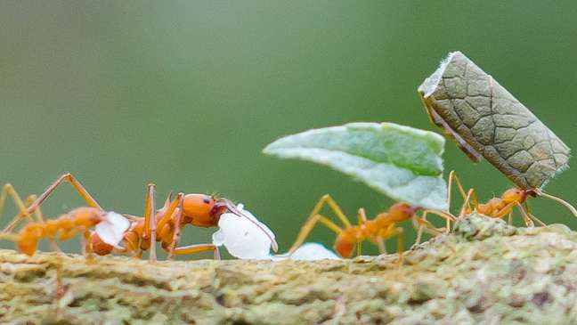 Formigas cortadeiras reúnem material vegetal para cultivar fungos, mas suas sociedades complexas podem também levá-las a ter cérebros menores