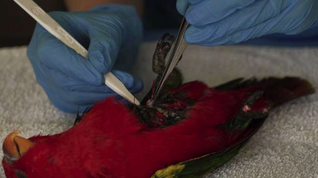 Veterinários do zoológico de Chester coletam amostra de tecido de um lóris-amor-amor, ave tropical ameaçada