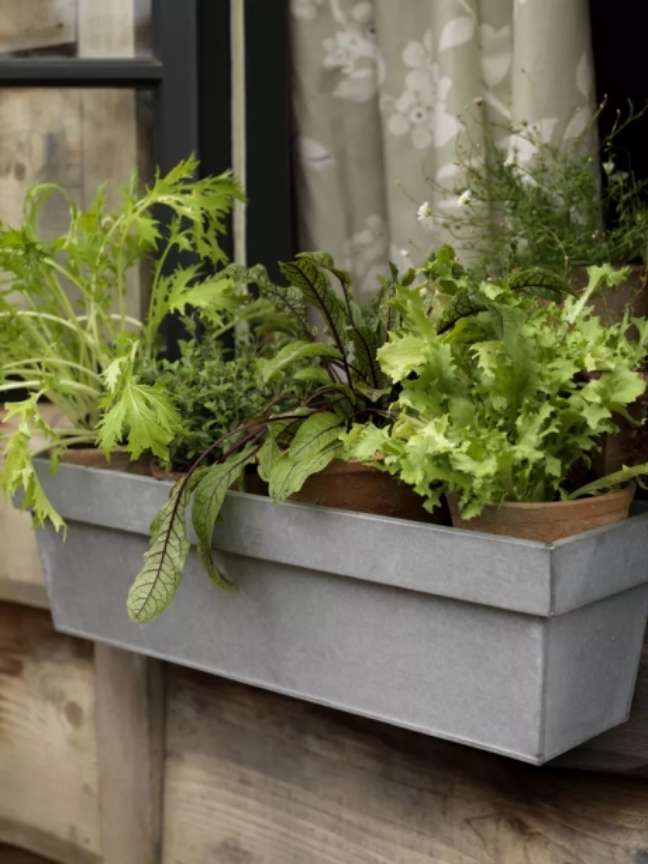 Você pode cultivar comestíveis no parapeito da janela da sua cozinha – ervas e variedades de vegetais anões! Adquira estufas para janelas ou caixas de vidro também. Você pode cultivar comestíveis no parapeito da janela da sua cozinha – ervas e variedades de vegetais anões! Adquira estufas para janelas ou caixas de vidro também.