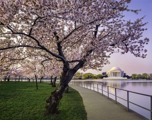 1. Árvore de flor de cerejeira no jardim – Foto iStock