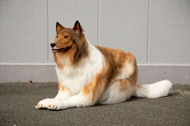 Japonês, que é apaixonado por cachorros, realiza sonho de se 'transformar' em cão da raça collie.