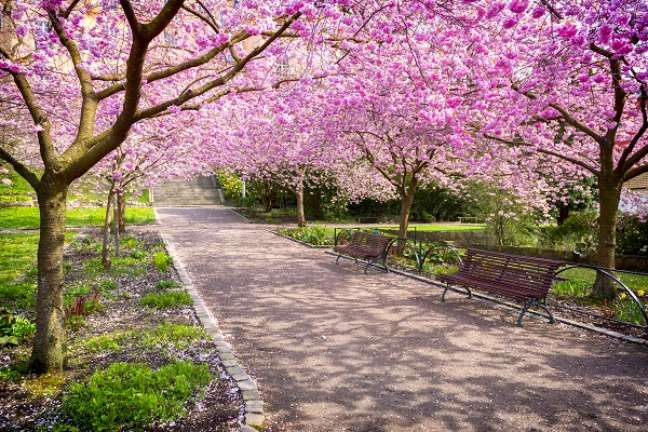 2. Parque com árvores de flor de cerejeira – Foto iStock