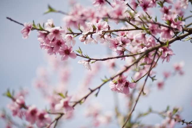3. Conheça tudo sobre a flor de cerejeira significado – Foto iStock
