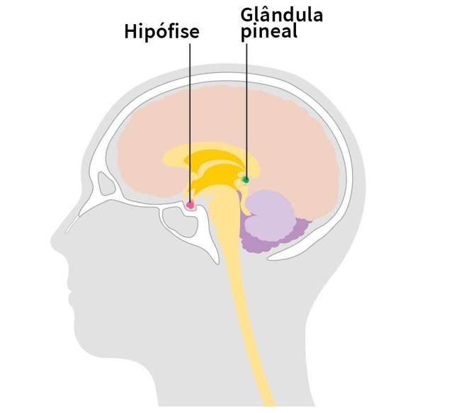 The drawing shows the location of the pituitary gland and pineal gland.