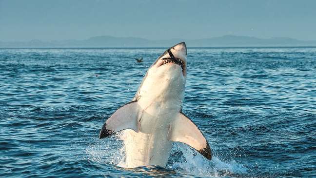 O número de grandes tubarões-brancos está diminuindo