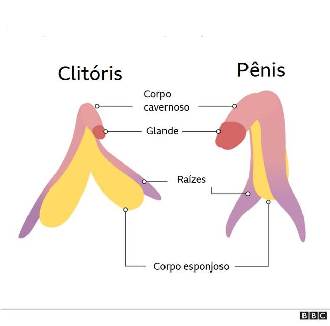 Clitóris e pênis são chamados órgãos homólogos: têm a mesma origem embrionária e são semelhantes em sua estrutura interna, embora possam ter funções diferentes
