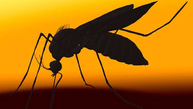 Mosquitos como o Aedes se reproduzem com mais facilidade em temporadas de calor intenso e muita chuva