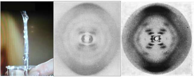 Uma fibra de DNA (à esquerda), um diagrama de difração de DNA obtido por Wilkins e colegas (ao centro), e o diagrama de difração muito mais nítido obtido por Franklin e Gosling (à direita)