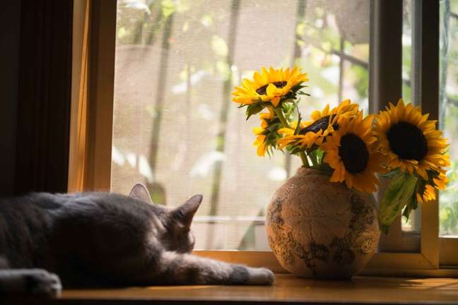 Cat next to a vase of sunflowers Cat next to a vase of sunflowers