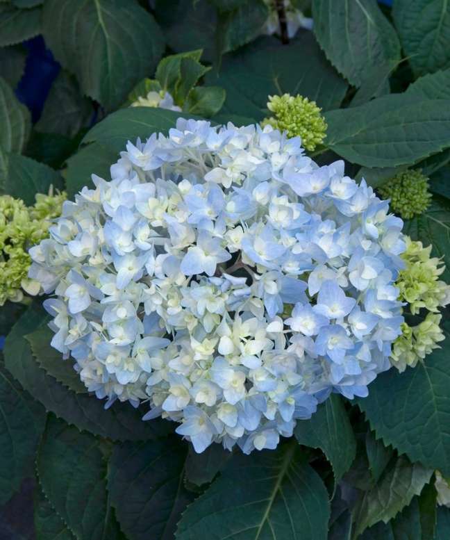 Hydrangea Hydrangea
