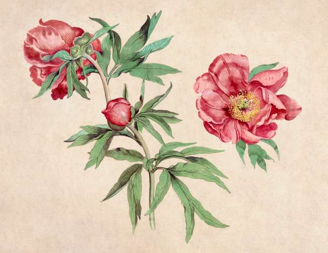 Studies of Peonies (1472-1473) painting in high resolution by Martin Schongauer. Original from Getty Museum. Digitally enhanced by rawpixel.