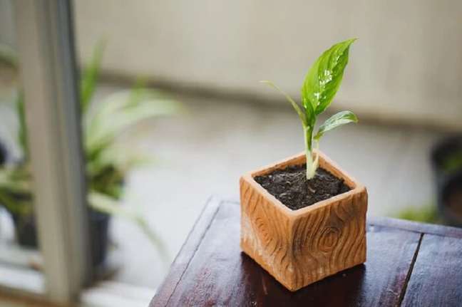 31. Aprenda como cultivar a planta comigo-ninguém-pode em casa. Fonte: Freepik