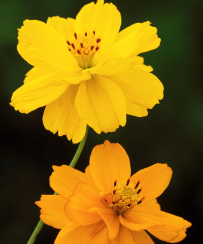 5. COSMOS SULPHUREUS “BRIGHT LIGHTS” Uma mistura vibrante de flores semi-duplas amarelas, laranja e vermelhas que se parecem com calêndulas ou geums. Fácil de cultivar e florífera no verão em solo úmido e bem drenado a pleno sol. Pode ser cortado para arranjos. Combine com outros tons alegres para um esquema de cores vibrante (como *Knautia macedonica* rosa-framboesa), cores aveludadas (como *Salvia viridis* roxo “Blue Monday” e *Penstemon claret* “Raven”) e limões (como Nicotiana “Lime Green”).