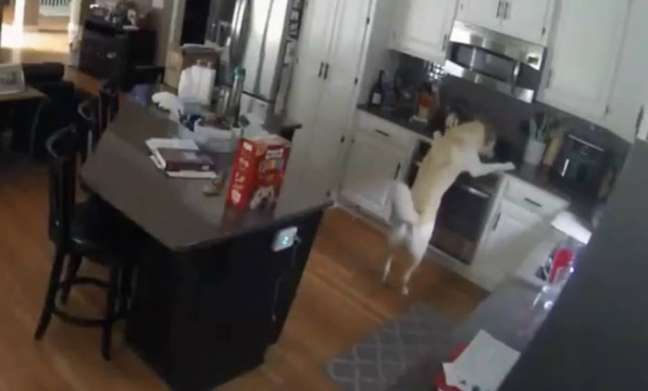 The dog accidentally turns on the stove, causes a fire in the kitchen