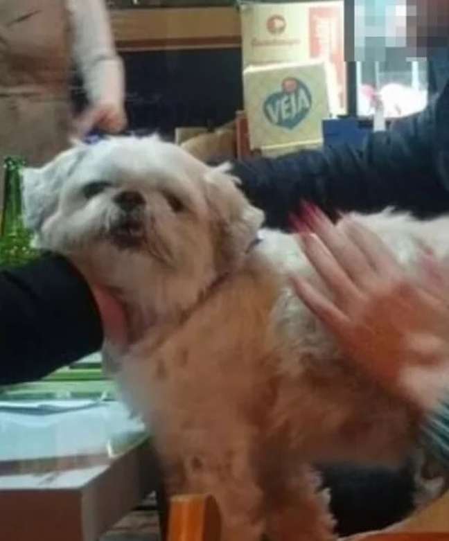 Cachorro foge de casa em SC e é encontrado em bar 