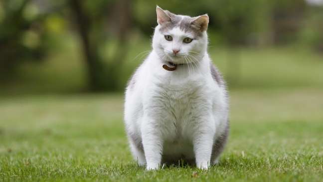 Is your cat overweight?  Learn to solve