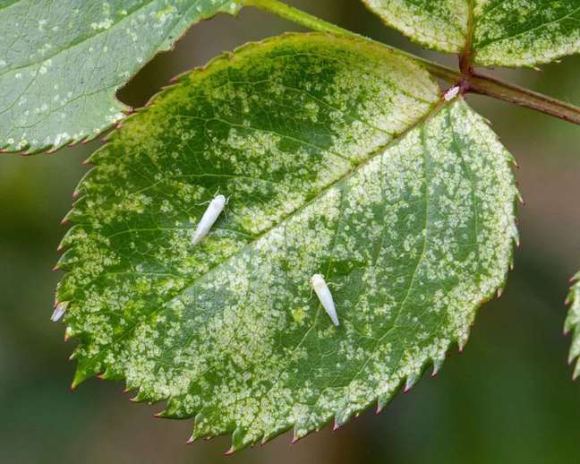 Folha de roseira atacada por larvas.