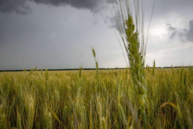 Campo de trigo perto de Melitopol, na província ucraniana de Zaporizhzhia