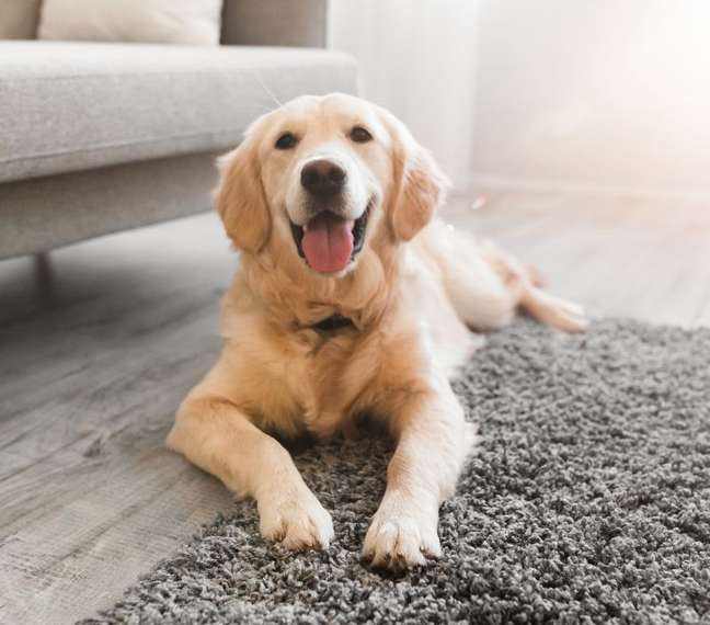 For a home with pets, it is best to choose stronger materials for the carpet. For a home with pets, it is best to choose stronger materials for the carpet.