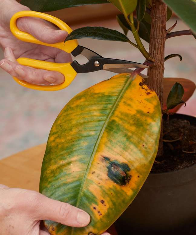 Woman using scissors to remove a decaying leaf from a Rubber Plant.
