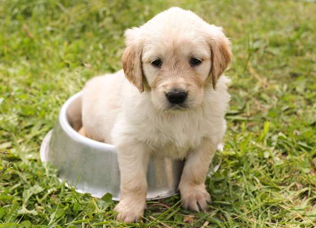 Pet signs: meet the four most disobedient Pet signs: meet the four most disobedient