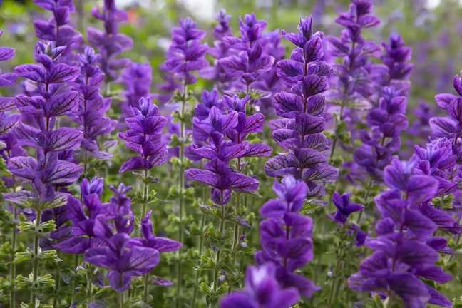 Sages: the purple-flowered sages like Salvia Sages: the purple-flowered sages like Salvia