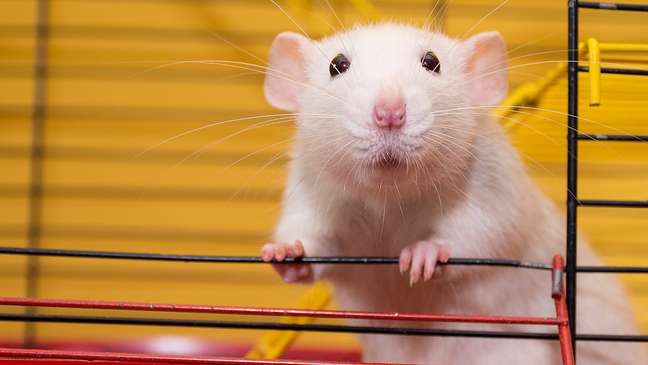 Ratos domesticados mantêm a esperança de que alguém venha salvá-los durante a experiência do afogamento