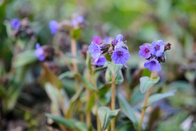 Lungweed: Pulmonaria, Pulmonaria spp., Gets its name from its mottled leaves, which are supposed to resemble lungs. The funnel-shaped flowers are born in shades of blue, purple, pink, purple, red and white. They are extremely attractive to bees, especially the hairy-footed flower bee, Anthophora plumipes. Lungweed: Pulmonaria, Pulmonaria spp., Gets its name from its mottled leaves, which are supposed to resemble lungs. The funnel-shaped flowers are born in shades of blue, purple, pink, purple, red and white. They are extremely attractive to bees, especially the hairy-footed flower bee, Anthophora plumipes.