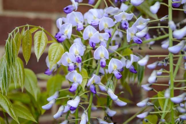 Wisteria: Wisteria bear masses of purple flowers and are traditionally planted in front of houses or on garden walls. Japanese wisteria is less vigorous than Chinese wisteria and has longer flowers. Wisteria: Wisteria bear masses of purple flowers and are traditionally planted in front of houses or on garden walls. Japanese wisteria are less vigorous than Chinese wisteria and have longer flowers.