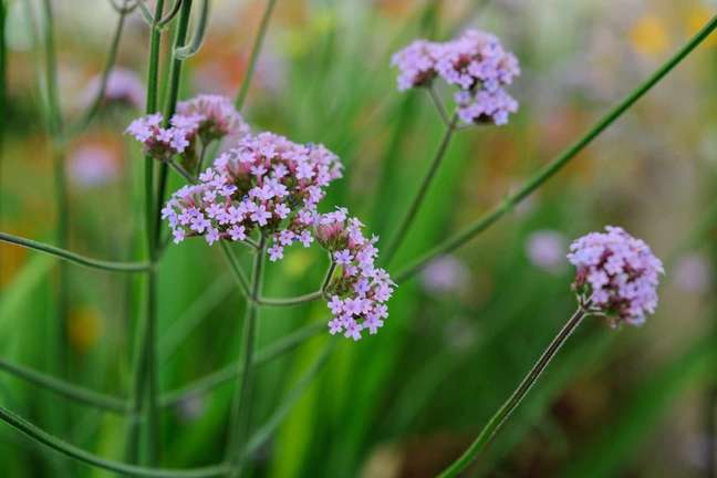 Verbena: Verbena bonariensis is a popular garden plant grown for its purple dish-like flowers, which are attractive to a wide variety of pollinators. It is perfect for providing height and lasting color to the garden. Verbena: Verbena bonariensis is a popular garden plant grown for its purple dish-like flowers, which are attractive to a wide variety of pollinators. It is perfect for providing height and lasting color to the garden.