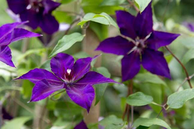 20 purple flowers to welcome winter