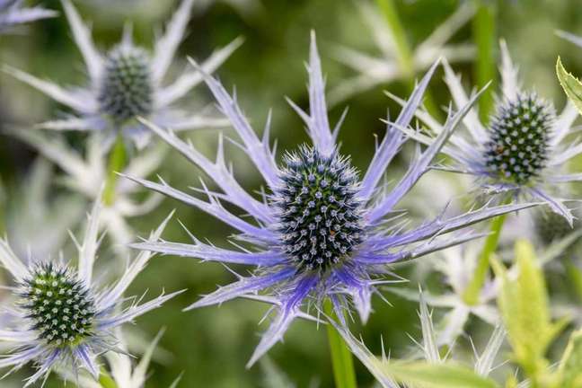 Wild Coriander: Eryngium makes a stunning addition to dry, sunny flower beds and gravel gardens. They have thistle-like flowers, composed of small flowers clustered together in a tight cluster, surrounded by a collar of thorny bracts. Wild Coriander: Eryngium makes a stunning addition to dry, sunny flower beds and gravel gardens. They have thistle-like flowers, composed of small flowers clustered together in a tight cluster, surrounded by a collar of thorny bracts.