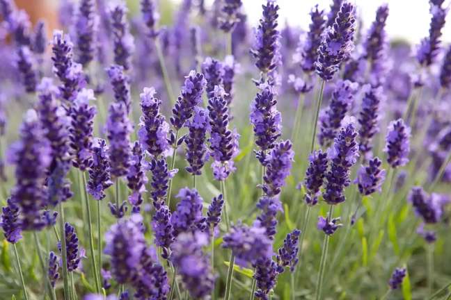 Lavender: Lavender has grown into a sturdy plant due to its rich fragrance, beautiful purple color, and ease of cultivation. It is also popular with pollinators. Grow it in full sun, in well-drained soil. Lavender: Lavender has grown into a sturdy plant due to its rich fragrance, beautiful purple color, and ease of cultivation. It is also popular with pollinators. Grow it in full sun, in well-drained soil.