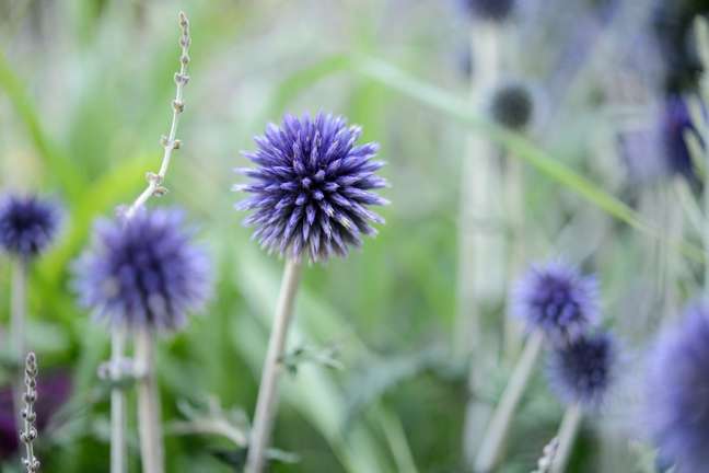 Cardos-globosos: Os cardos globo, Echinops spp., têm folhas pontiagudas e flores azuis metálicas eriçadas, tornando-os uma ótima opção arquitetônica para a parte de trás de um canteiro ensolarado.
