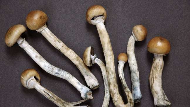 Psilocybin is a compound found in hallucinogenic mushrooms Psilocybin is a compound found in hallucinogenic mushrooms