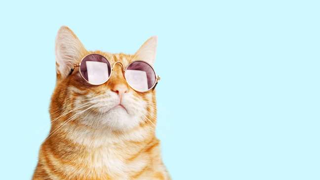 Saiba como os gatos nos auxiliam na limpeza e proteção astral – Shutterstock