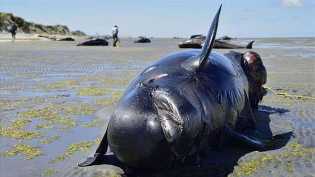 Acredita-se que sonar militar seja um dos fatores que fazem com que algumas espécies de baleias se dirijam às praias e acabem morrendo