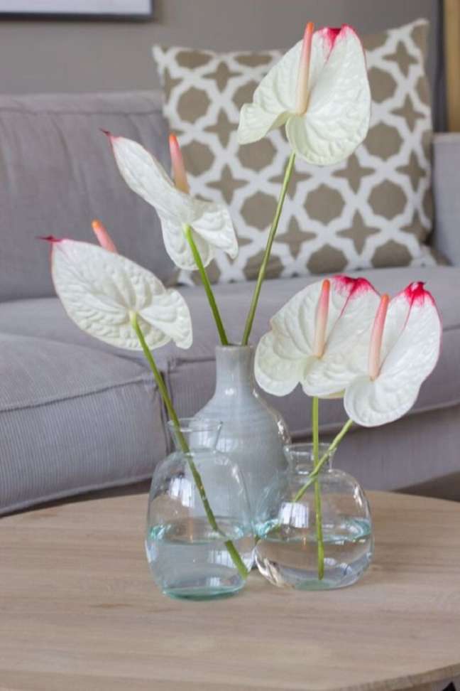 35. Vaso de vidro com anturio branco e detalhes rosa – Foto Anthurium Info