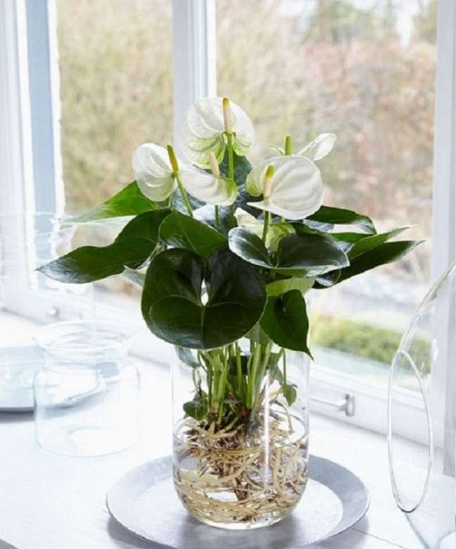 37. Vaso de vidro de anturio branco – Foto Balcony Garden Web