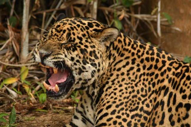 A onça-pintada está no topo da cadeia alimentar do Pantanal.