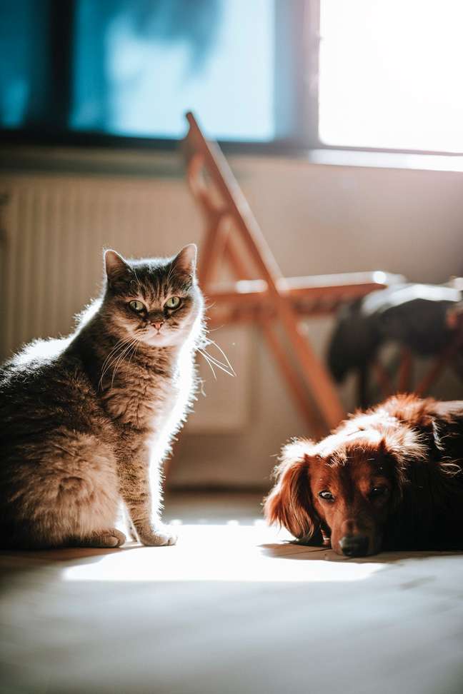 Cat and dog side by side