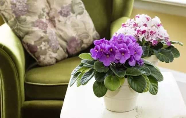 Um vaso com violeta em uma sala.