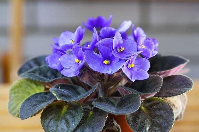 How to plant and care for African violets How to plant and care for African violets
