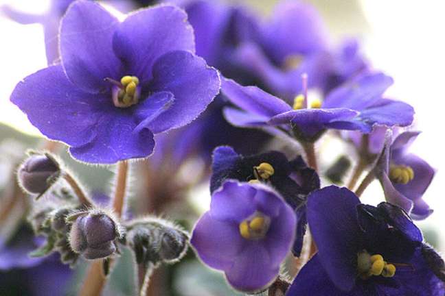 African violets.