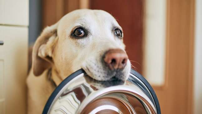 Do you have a greedy pet?  Discover and learn to treat