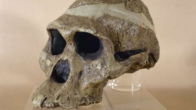 Reprodução do crânio pertencente a Mrs Ples, cujos restos fossilizados foram descobertos em uma caverna sul-africana em 1947